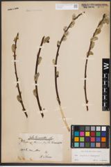 Foto von Salix caprea L. x Salix eleagnos Scop.